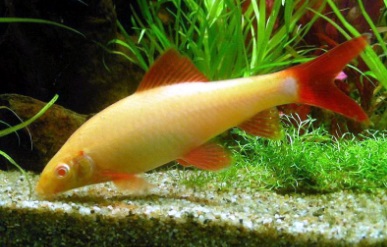 LABEO FRENATUS ALBINO 3 a 4cm