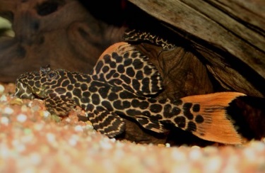 CASCUDO  LEOPARDO L14 4 A 6CM