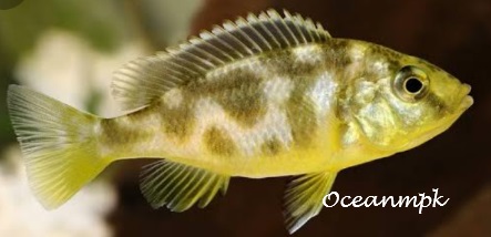 VENUSTUS 4 a 6cm
