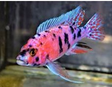 AULONOCARAS O.B PINK 6 a 8cm