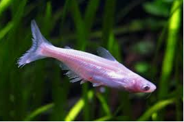 PANGASSIUS ALBINO 8 A 10CM