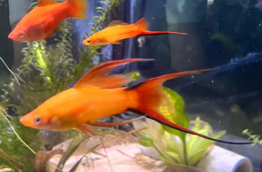 ESPADA LYRA PT COM 5 UNID