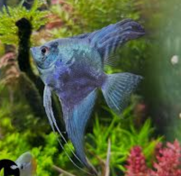 ACARÁ BANDEIRA LEOPARDO AZUL 2 a 3cm