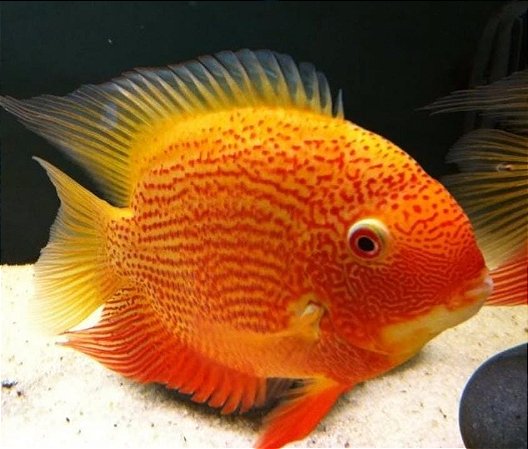 ACARA SEVERUM GOLD RED SPOTTED 5 A 7