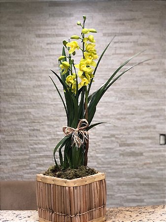 Orquídea Cymbidium