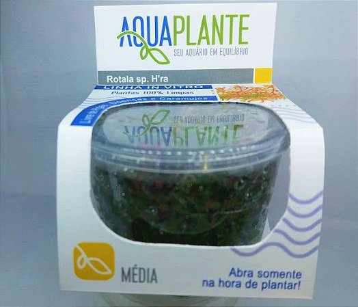 PLANTA AQUAPLANTE ROTALA SP. HRA