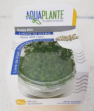 PLANTA AQUAPLANTE ROTALA BSD