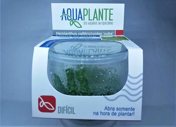 PLANTA AQUAPLANTE HEMIANTHUS CALLITRICHOIDES CUBA