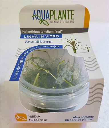 PLANTA AQUAPLANTE HELANTHIUM TENELLUM RED