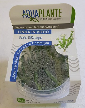 PLANTA AQUAPLANTE MICROSORUM PTEROPUS WINDELOV