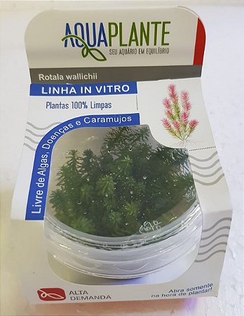 PLANTA AQUAPLANTE ROTALA WALLICHII