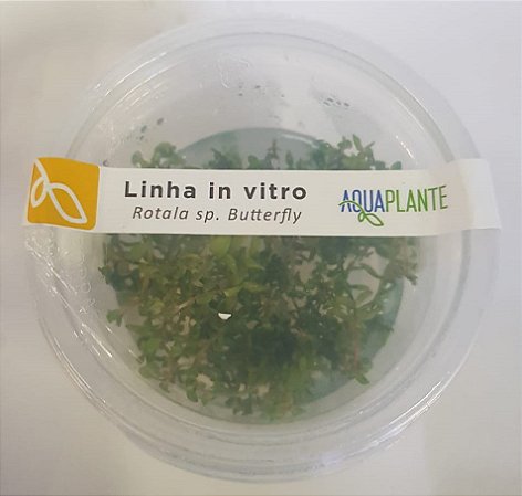 PLANTA AQUAPLANTE ROTALA SP. BUTTERFLY