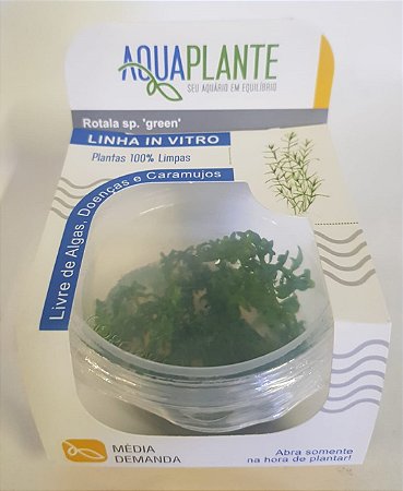 PLANTA AQUAPLANTE ROTALA SP. GREEN