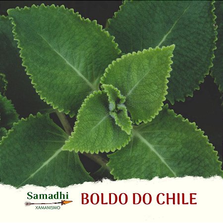 Boldo do Chile 30g