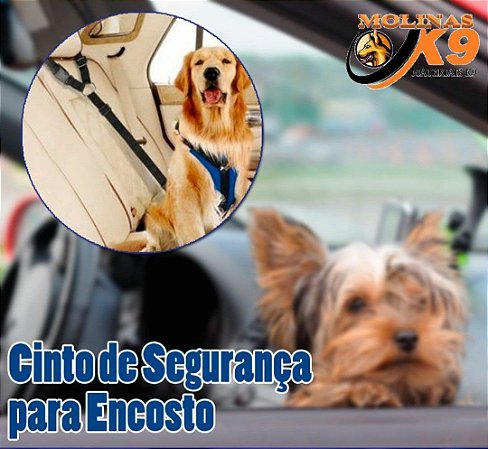 Cinto De Encosto Para Cães