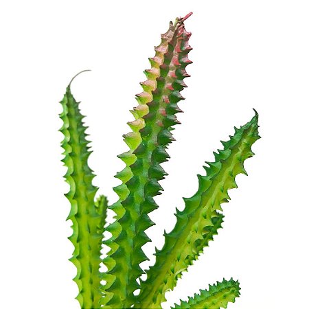 Planta Cactus Artificial