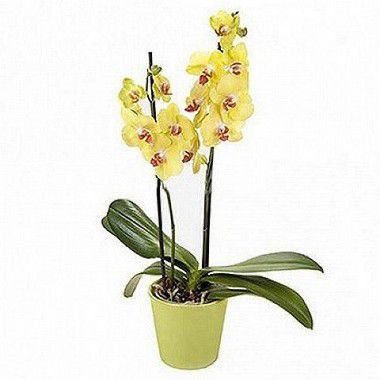 Orquídea Phaleanopsis Amarela