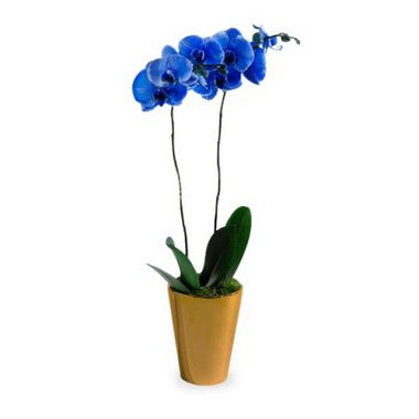 Orquídea Phaleanopsis Azul
