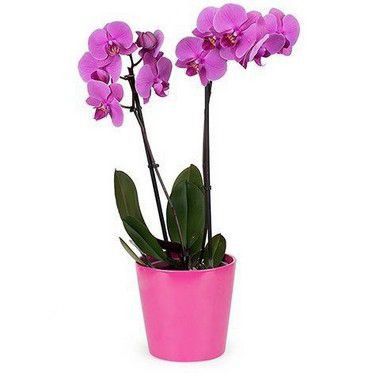 Orquídea Phaleanopsis Pink