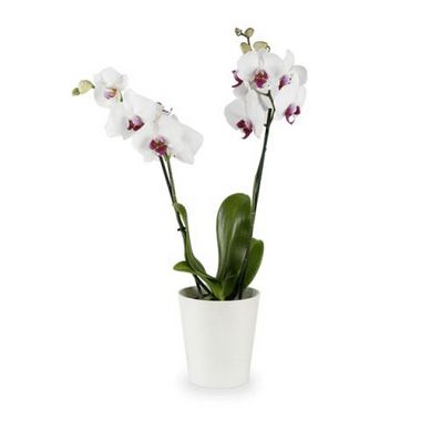 Orquídea Phaleanopsis Branca