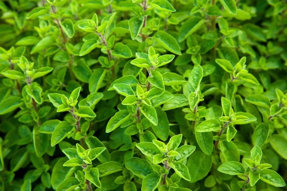 MANJERONA GRANEL 100g