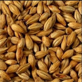 MALTE MUNIQUE AGRÁRIA