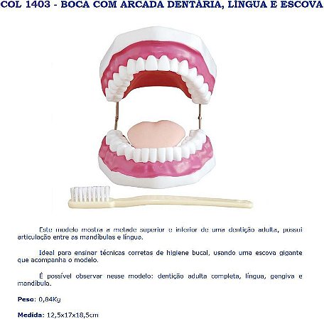 COL 1403 BOCA COM ARCADA DENTARIA, LINGUA E ESCOVA