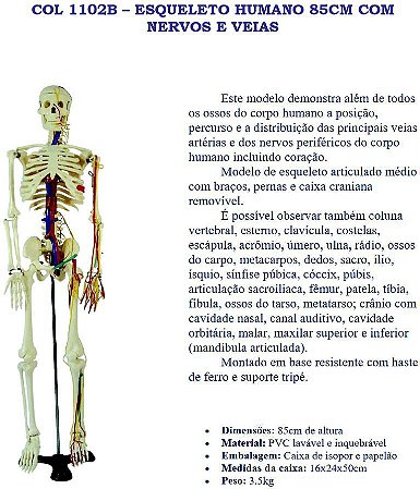 COL 1102B - ESQUELETO HUMANO 85CM COM NERVOS E VEIAS