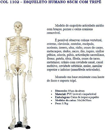 COL - 1102 ESQUELETO HUMANO 85CM COM TRIPÉ