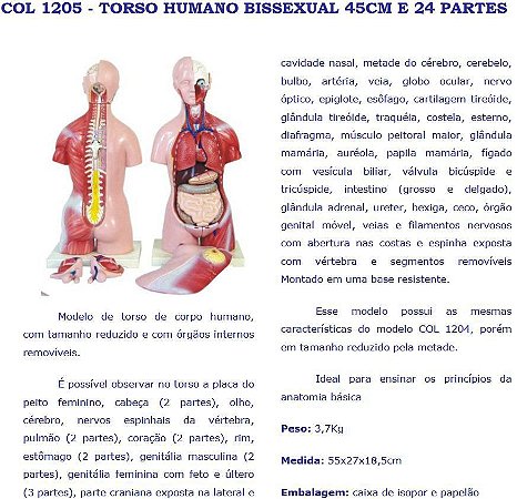 COL 1205 - TORSO HUMANO BISSEXUAL 45CM E 24 PARTES