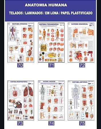 MAPA ANATOMIA HUMANA