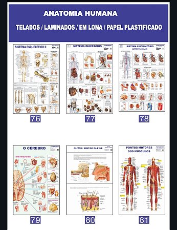 MAPA ANATOMIA HUMANA
