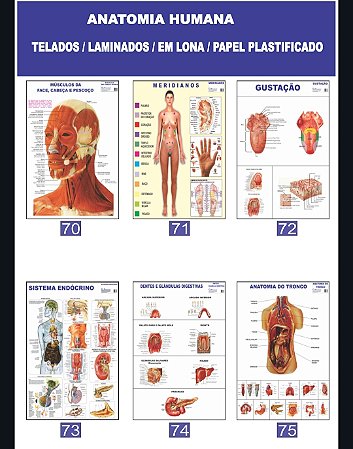 MAPA ANATOMIA HUMANA