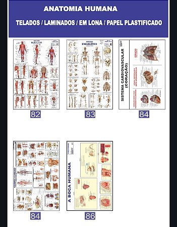 MAPA ANATOMIA HUMANA