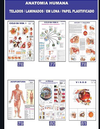 MAPA ANATOMIA HUMANA