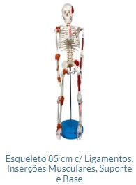 ESQUELETO 85 CM  COM LIGAMENTOS E INFECÇÕES