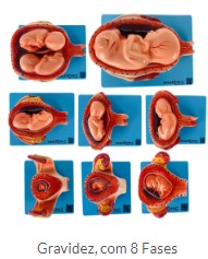 GRAVIDEZ COM 08 FASES