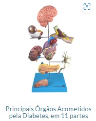PRINCIPAIS ÓRGÃOS ACOMETIDOS PELA DIABETES EM 11 PARTES