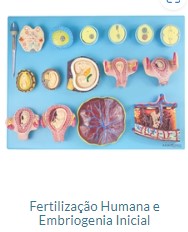 FERTILIZAÇÃO HUMANA EMBRIONÁRIA INICIAL
