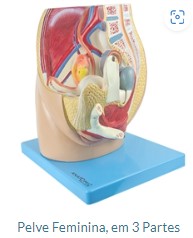 PÉLVE FEMINIA EM 03 PARTES