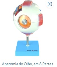 ANATOMIA DO OLHO EM  08 PAARTES