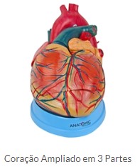 CORAÇÃO AMPLIADO EM 03 PARTES