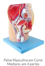 PELVE MASCULINA EM 4 PARTES
