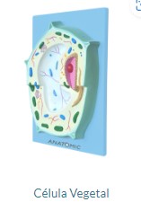 CÉLULA VEGETAL