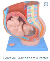 PELVE DA GRAVIDEZ EM 4 PARTES