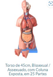 TORSO 45CM BISSEXUAL 25 PARTES