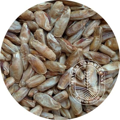 Malte de Centeio - Maltes Catarinense