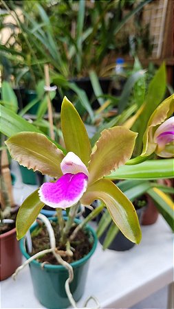 Cattleya Bicolor verde Adulta - Orquídea no Quintal