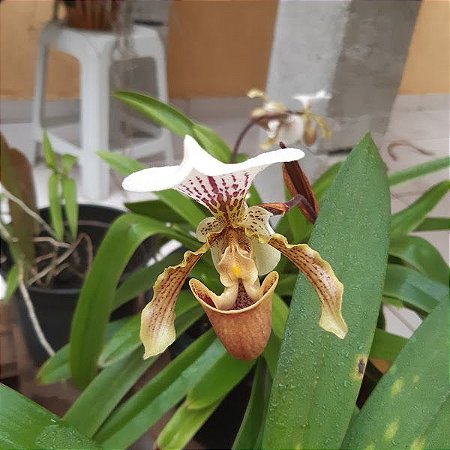 Paphiopedilum leeanum Sapatinho Adulta - Orquídea no Quintal