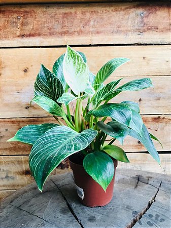 Philodendron Birkin pote 14